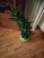 Aloe vera, Ophalen, Zo goed als nieuw