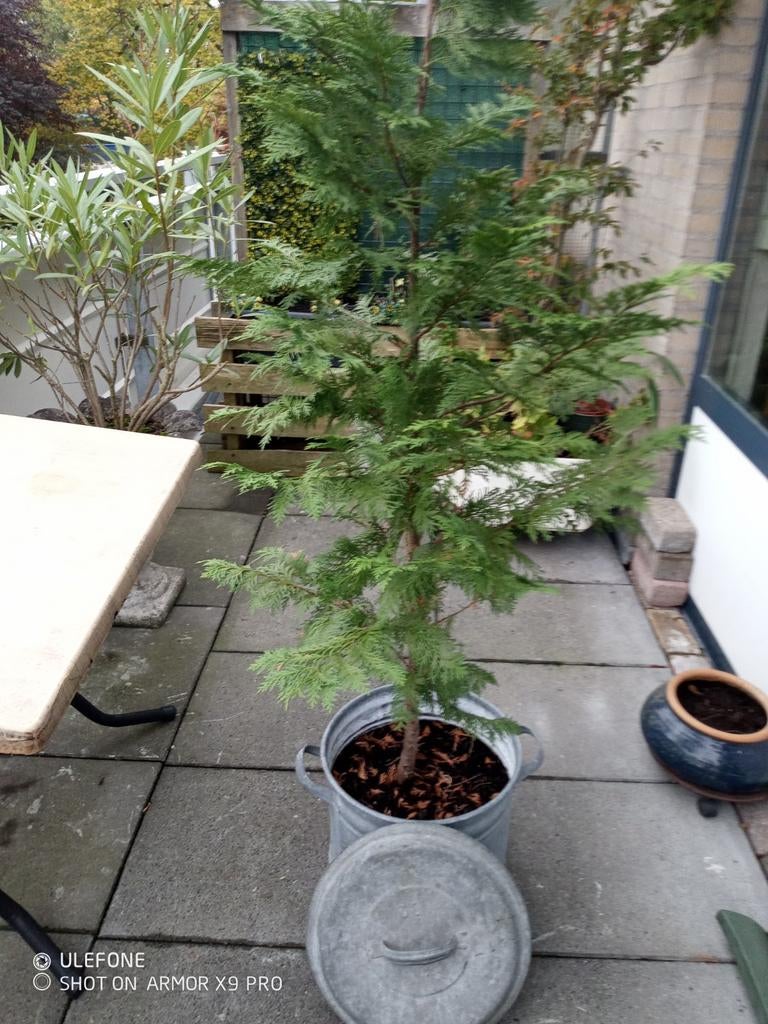 MOOIE zinken EMMER met deksel en CONIFEER, Tuin en Terras, Ophalen, Minder dan 30 cm, Minder dan 60 cm, Rond