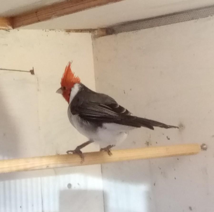 Roodkuifkardinaal, GERESERVEERD, Dieren en Toebehoren, Mannelijk, Geringd