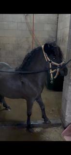 Shetlander hengst sanny zoekt zijn 5-sterren huisje!