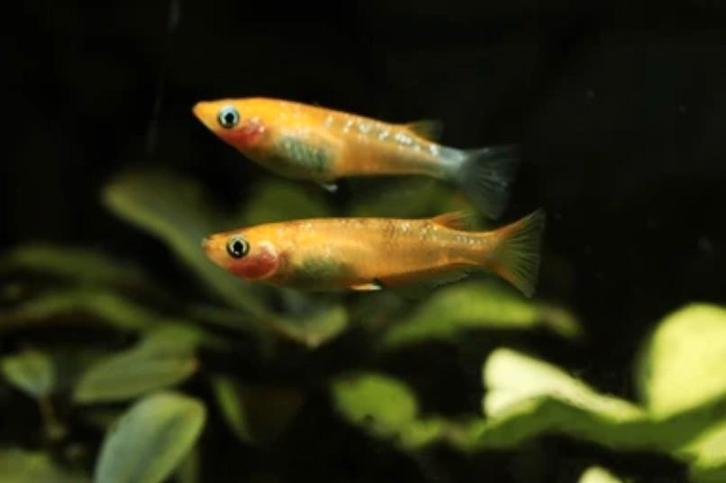 Medaka (vijver) visjes - Japanse rijstvisjes Oryzias latipes, Dieren en Toebehoren, Vissen | Aquariumvissen, Vis