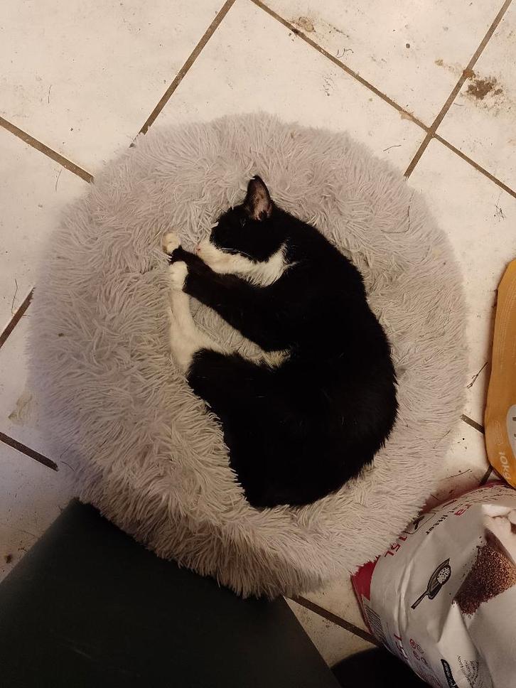 Schildklier med voor de kat, Dieren en Toebehoren, Katten-accessoires, Zo goed als nieuw, Ophalen of Verzenden