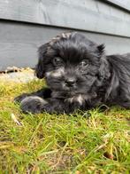 Boomer pups, Parvo, Overige rassen, 8 tot 15 weken, Meerdere
