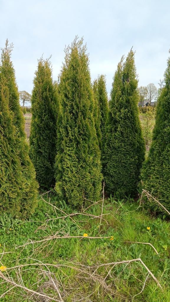 Thuja Occidentalis 'Smaragd' 250 Plus - Levensboom, Overige soorten, Volle zon, Vaste plant, Ophalen of Verzenden