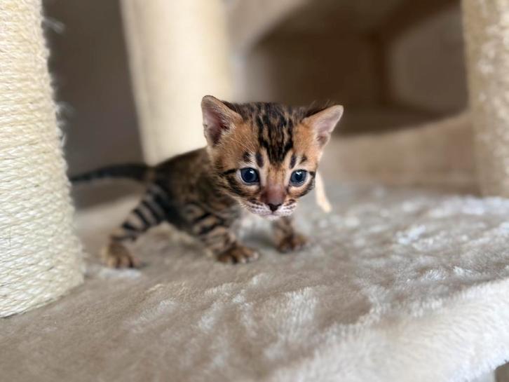 Prachtige bengaal kittens met stamboom, Dieren en Toebehoren, Katten en Kittens | Raskatten | Korthaar, Meerdere dieren, 0 tot 2 jaar