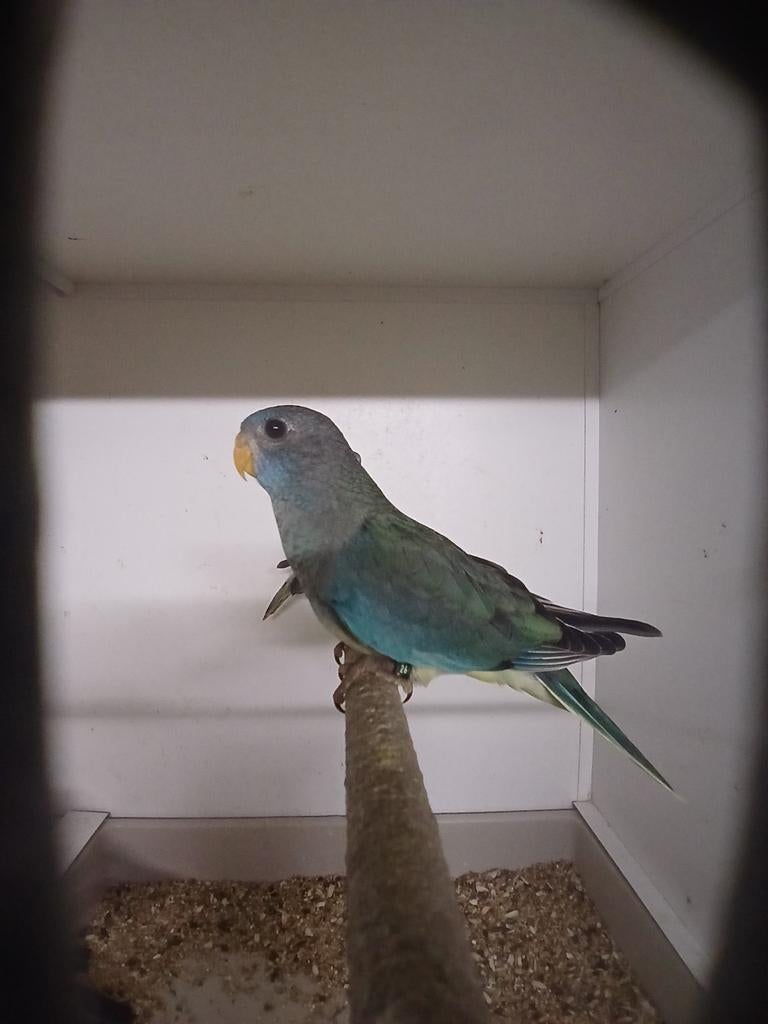 Splendid parkiet pop 2026 Limburg België, Dieren en Toebehoren, Vrouwelijk, Parkiet, Geringd