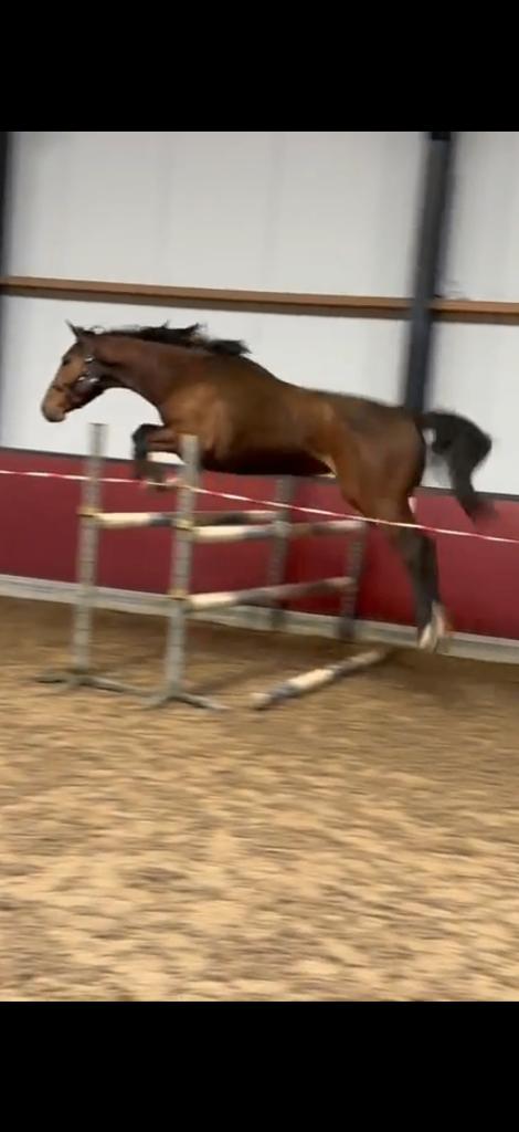 DEZE WEEK OPHALEN! 3-jarige hengst!, Dieren en Toebehoren, Paarden, Springpaard, Met stamboom, Hengst, 3 tot 6 jaar