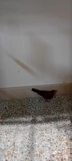 Aantal vogels, Meerdere dieren, Tropenvogel