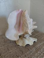 Decoratieve Schelp - 20 cm Hoog, Ophalen of Verzenden, Gebruikt