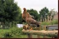 KrielkippenBielefelder-Sussex-Wyandotte-Barnevelder-Welsumer, Vrouwelijk, Kip