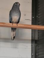 Te koop witborst splendid pop van 2025, Dieren en Toebehoren, Vrouwelijk, Overige soorten