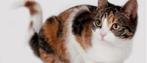 Op zoek naar lapjes of meerkleurige poes van 3 tot 5 jaar, Dieren en Toebehoren, Katten en Kittens | Overige Katten, Poes, Kortharig