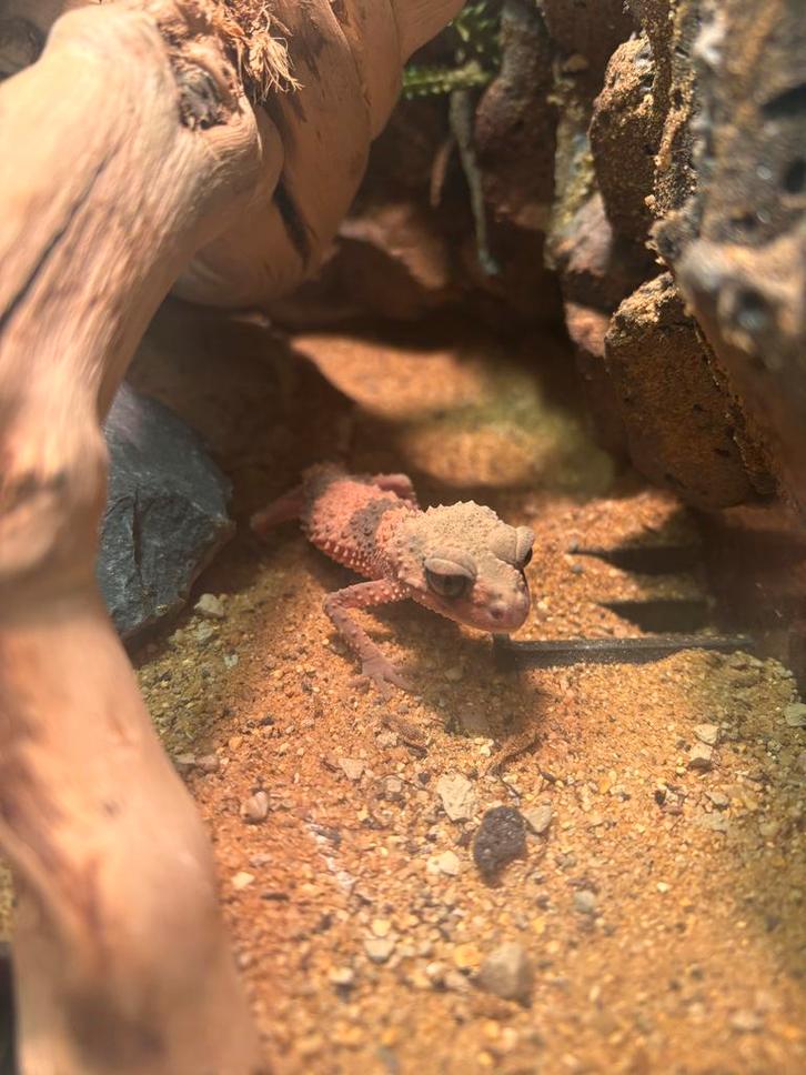 Nephrurus Wheelerii ( knobstaartgecko ) gecko