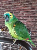 Papegaai, Dieren en Toebehoren, Vogels | Parkieten en Papegaaien, Mannelijk, Papegaai, Pratend