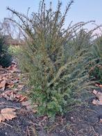 Taxus baccata, 80-100 cm, mooi vol!, Ophalen, Taxus, Haag, Minder dan 100 cm