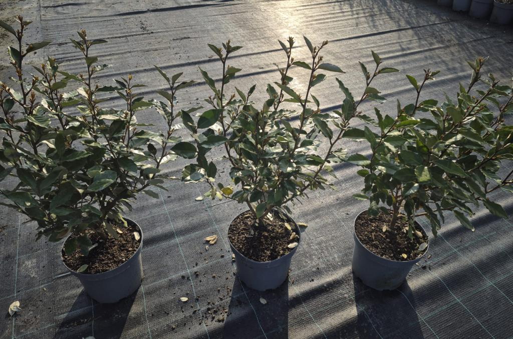 Olijfwilg compacta haagplanten, Ophalen of Verzenden, Overige soorten, Haag, Minder dan 100 cm