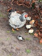 Wyandottes Kriel kuikens te Koop, Meerdere dieren, Kip