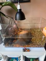 Superfish 70 aguarium met alle toebehoren, Dieren en Toebehoren, Ophalen, Leeg aquarium