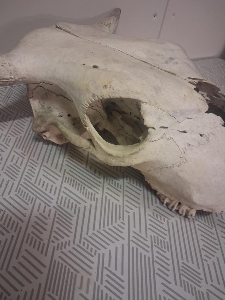 Grote schedel koe, Ophalen of Verzenden, Overige typen