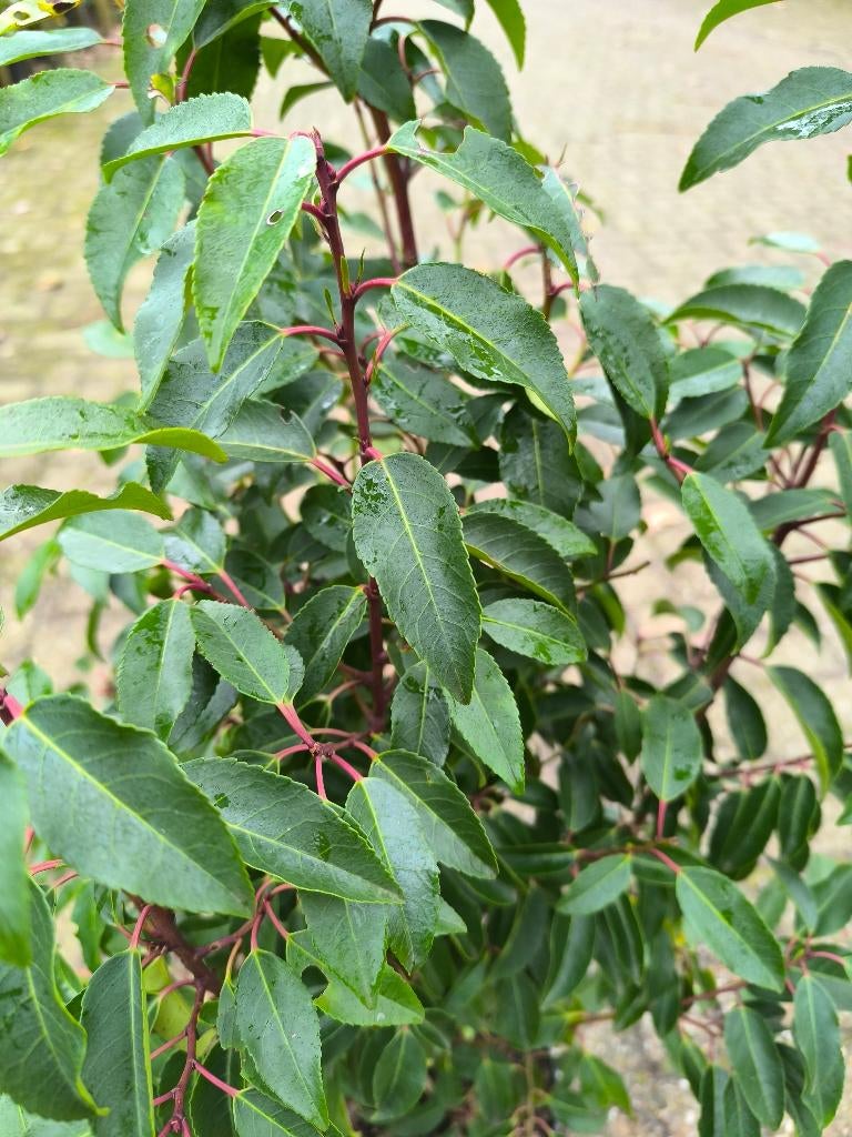 Prunus Angustifolia | Portugese laurier, Ophalen, Laurier, Haag, 100 tot 250 cm
