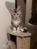 Maine Coon kittens ( katers ), Kater, Ontwormd