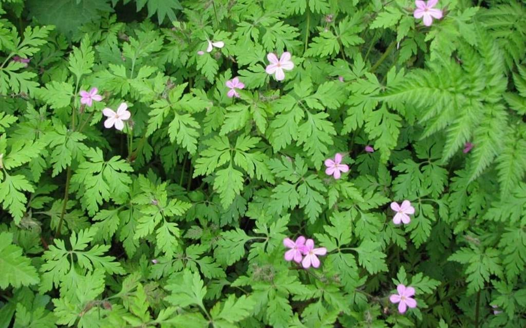 Robertskruid (Geranium robertianum)  inheemse plant, Tuin en Terras, Planten | Tuinplanten, Ophalen of Verzenden, Halfschaduw
