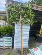 Lei bomen groen blijvende, Ophalen of Verzenden, Halfschaduw, Leiboom