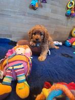 MINI Australian labradoodle pups, Dieren en Toebehoren, Honden | Retrievers, Spaniëls en Waterhonden, Nederland, Overige rassen