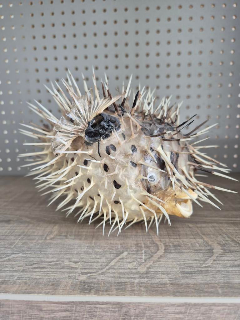 Opgezette kogelvis - Unieke decoratie, Ophalen, Gebruikt