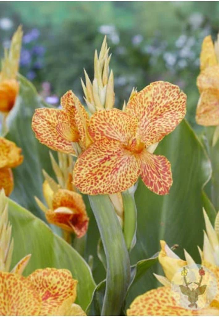 Groot assortiment Canna's, Tuin en Terras, Ophalen of Verzenden, Voorjaar, Volle zon, Knol