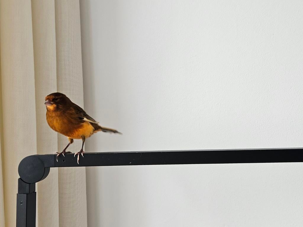 Koppel kanaries te koop, Dieren en Toebehoren, Meerdere dieren, Kleurkanarie