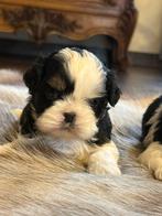 Shih Tzu pupjes, Parvo, België, Overige rassen, 8 tot 15 weken