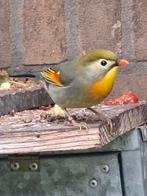 Japanse nachtegaal man ger v 24 op zang, Mannelijk, Geringd