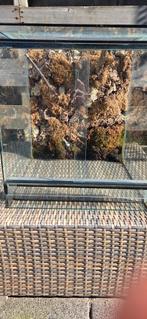 Terrarium, Ophalen, Gebruikt, Terrarium of Paludarium