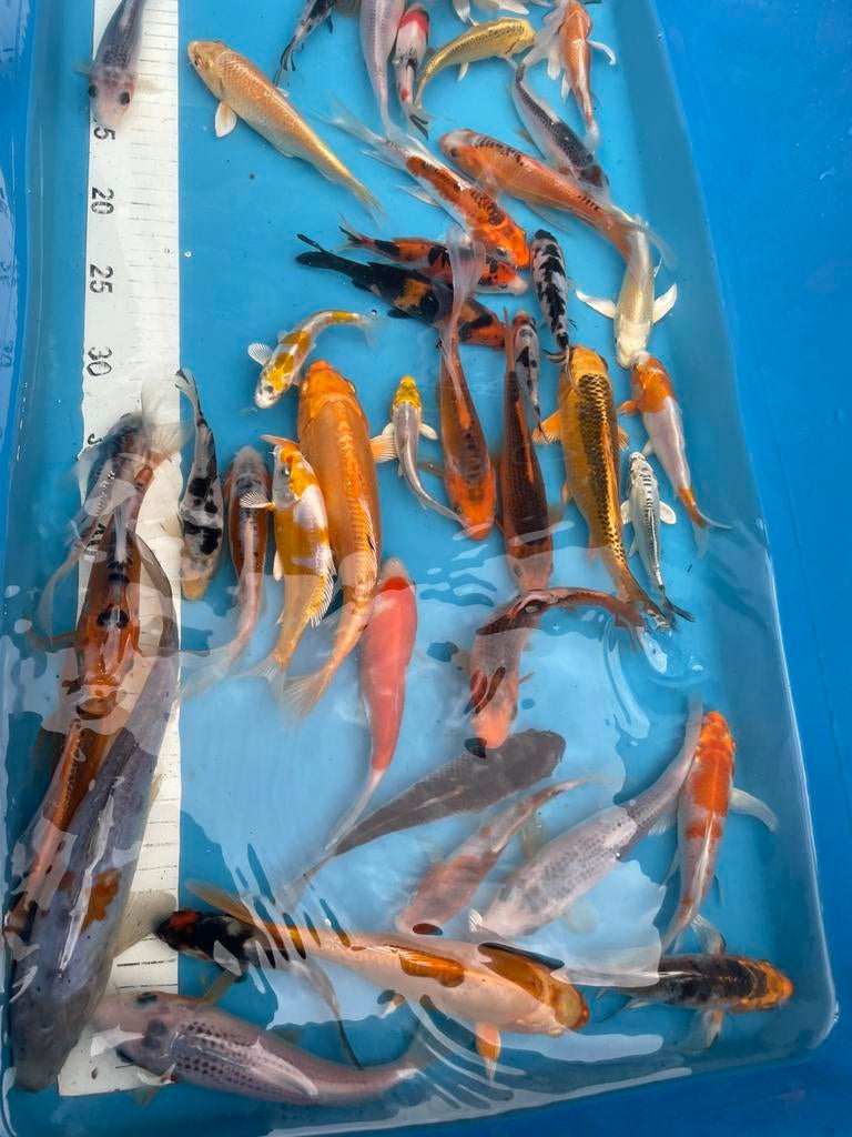 Mooie Japanse koi van 12-20 cm ook vlinderkoi, Karper of Koi