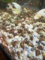 Puntslak, Dieren en Toebehoren, Vissen | Aquariumvissen, Vis