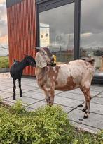 Twee prachtige nubische geiten!, Dieren en Toebehoren, Vrouwelijk, Geit, 0 tot 2 jaar