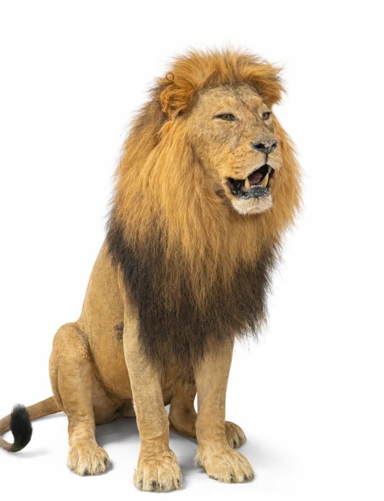 Opgezette dieren, taxidermie, opgezet dier, Ophalen, Nieuw, Overige soorten, Opgezet dier