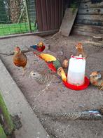 Te Koop Jonge goudfanten., Meerdere dieren, Kip