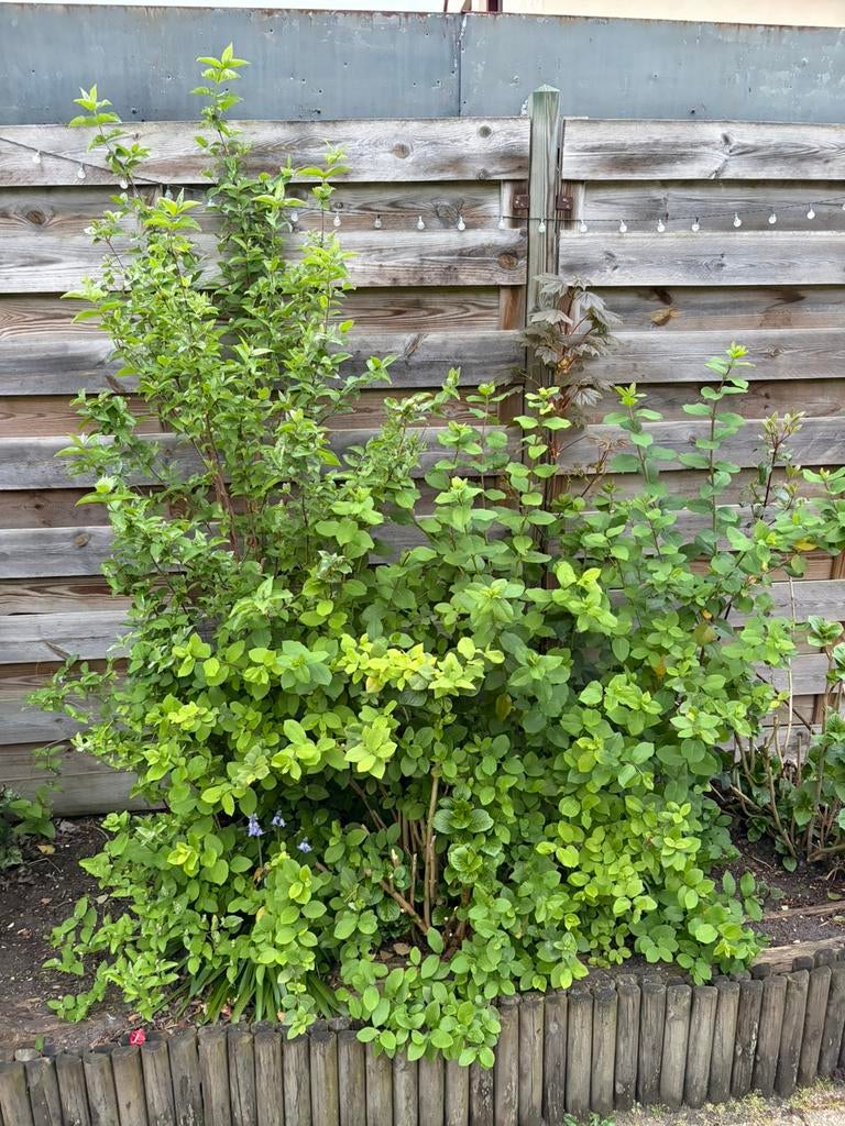 Gratis planten op te halen, Ophalen, Overige soorten, Volle zon