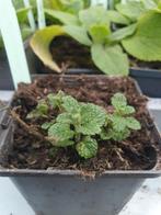 Aardbeimunt, Tuin en Terras, Planten | Tuinplanten, Ophalen, Volle zon, Vaste plant, Bloeit niet