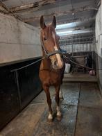 Talentvolle merrie met pit NIEUWE ADVERTENTIE, Dieren en Toebehoren, Paarden, Merrie, Met stamboom, Niet van toepassing, 7 tot 10 jaar