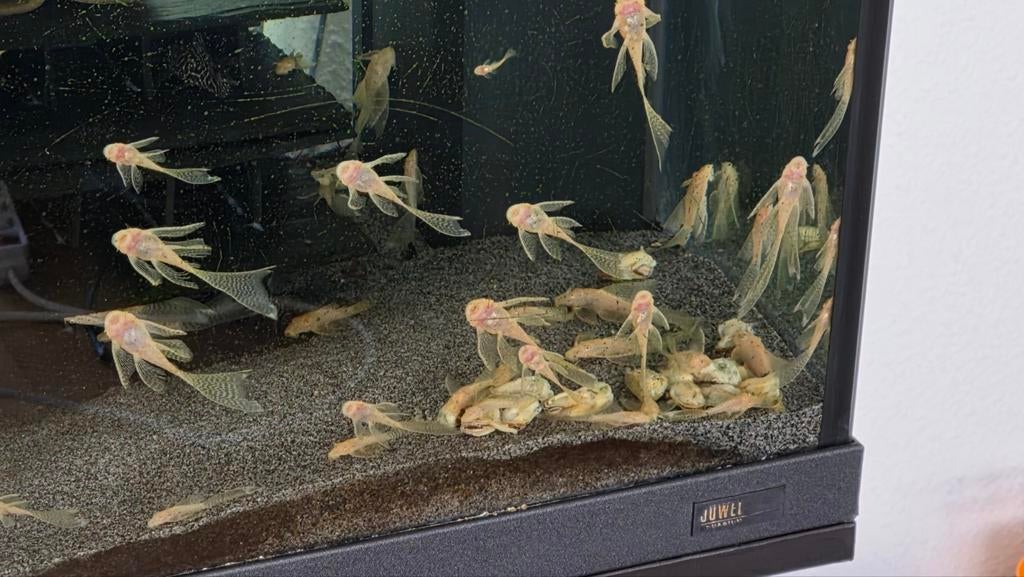 Algeneters Ancistrus L144 Longfin, Vis