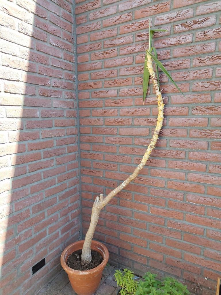 Yucca plant in pot, Ophalen of Verzenden, Overige soorten, Volle zon