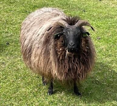 Jonge Drentse Heideschapen, Vrouwelijk, Schaap