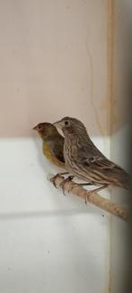 Mexicaanse Roodmussen, Vrouwelijk, Kleurkanarie