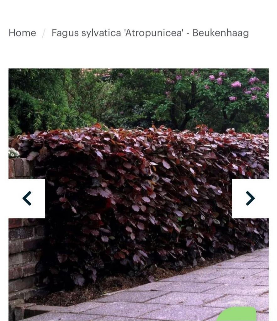 Beukenhaag (Fagus Sylvatica 'Atropunicea'), Tuin en Terras, Ophalen, Beukenhaag, Haag, Minder dan 100 cm
