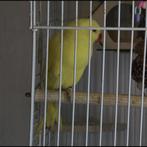 Gele halsbandparkiet, Parkiet, Tam