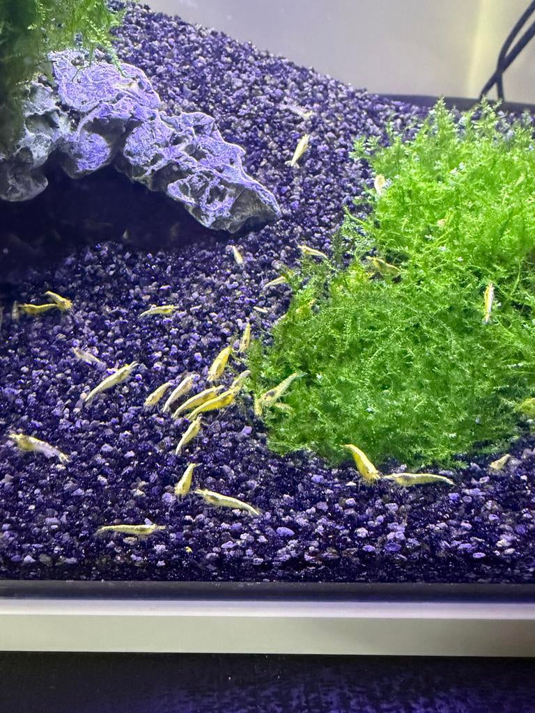 Gele garnalen ACTIE, Dieren en Toebehoren, Vissen | Aquariumvissen, Kreeft, Krab of Garnaal