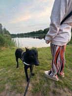 Mechelse herder Kruising, 1 tot 2 jaar, Teef, Eén hond, Herder